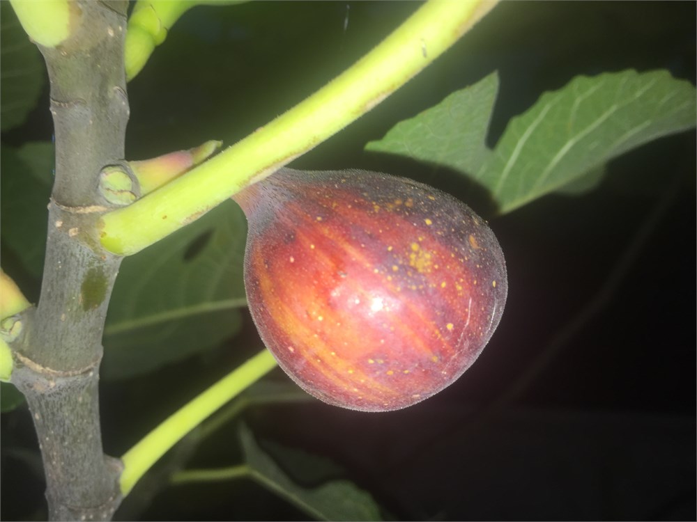 FigBid - Online Auctions of Fig Trees, Fig Cuttings & Growing Supplies