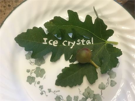 ICE CRYSTAL 3 Fresh fig cuttings