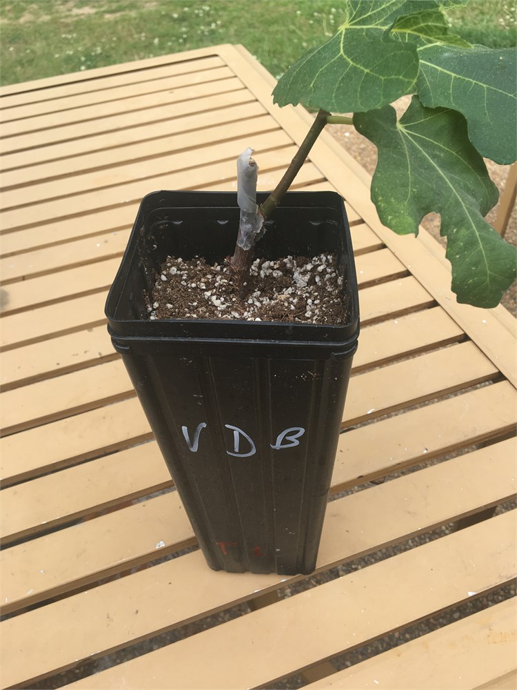Figbid Online Auctions Of Fig Trees Fig Cuttings Growing Supplies