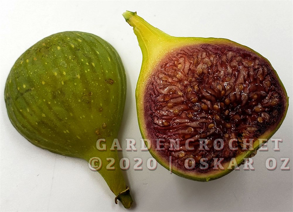 FigBid - Online Auctions of Fig Trees, Fig Cuttings & Growing Supplies -  COLL DE DAMA ROJA (MP) CDD ROJA - 2 Premium Cuttings - No Reserve